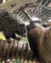 Friends Hanging Out GIF by Valley Zoo Development Society