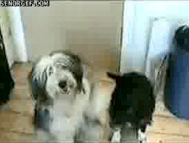 dog hugs GIF by Cheezburger
