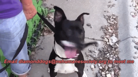 dog adopt GIF by Nebraska Humane Society 