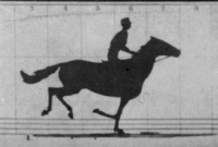 horse GIF