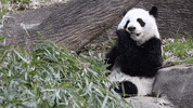 Hungry Panda Bear GIF by ZooATL