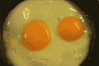 pan shell GIF
