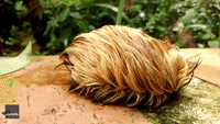 Giant Furry Caterpillar Draws Comparisons to Trump's Hair