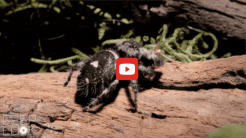 GIF by KQEDScience