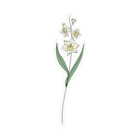 December Narcissus Sticker