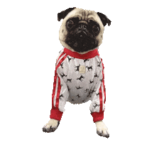 French Bulldog Dogs Sticker by RedandGinger