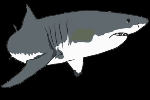 Orejademar giphygifmaker shark predator tiburon GIF