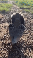 Pigeon Performs Mating Ritual Dance