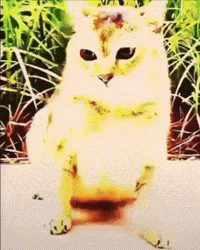 Mei Mei Vro GIF