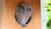 owl eyebleach expressive GIF