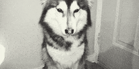 dog GIF
