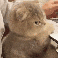 Angry Iraq GIF by Bashar