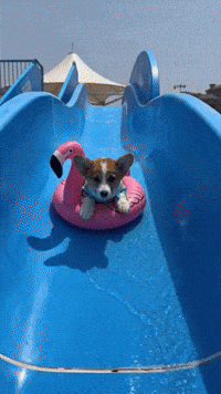 Corgi Corgilove GIF