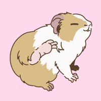 Licht Guineapig GIF