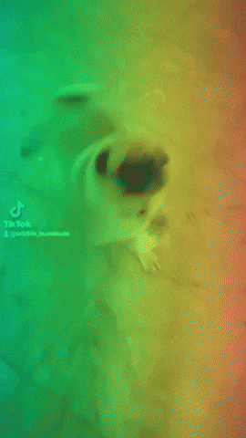 Pug Hund GIF