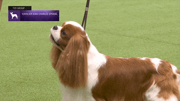King Charles Dogs GIF by Westminster Kennel Club