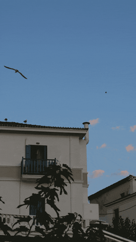 questatiana giphyupload loop greece birds GIF