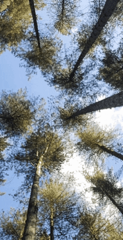 RolandRock giphygifmaker giphygifmakermobile GIF