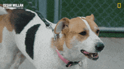 Dogwhisperer GIF by National Geographic Channel