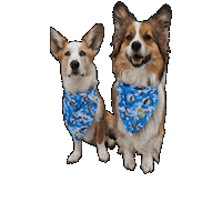 Land Shark Corgi Sticker by Geekster Pets