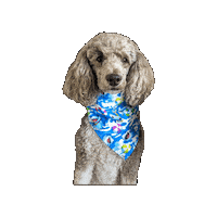 Land Shark Jeff Sticker by Geekster Pets