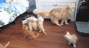 kittens GIF