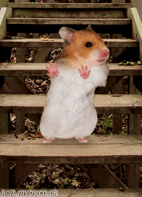 hamster GIF
