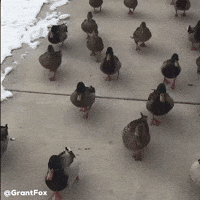 Ducks Duck Walk GIF