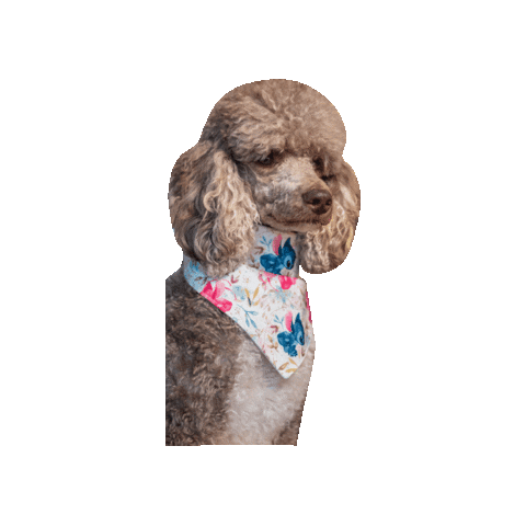 Lilo And Stitch Poodle Sticker by Geekster Pets