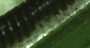 arthropod millipede GIF by Head Like an Orange