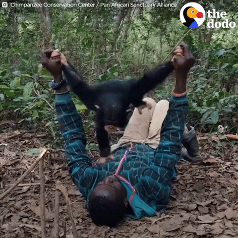chimp playing GIF by The Dodo