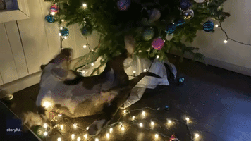 Mischievous Bull Terrier Gets Tangled in Christmas Tree Lights