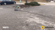 wikitude ar augmented reality slam wikitude GIF