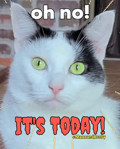 Oh No Cat GIF