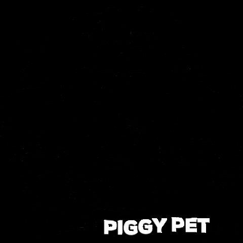 piggypet giphygifmaker carlino piggy pet piggypet GIF