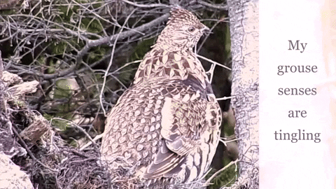 RastaSack giphyupload GIF