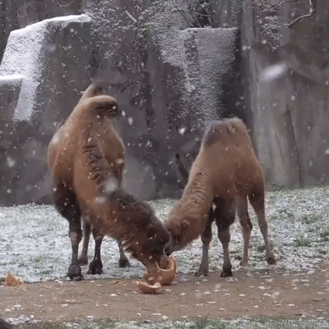 Animals Enjoy a Snowy Halloween at Milwaukee Zoo