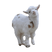 Goat Sticker by imoji