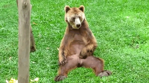 bear rubbing GIF