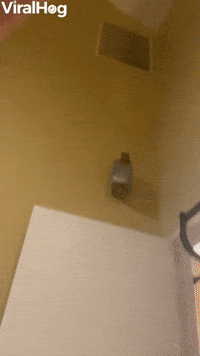 Sugar Gliders Jump When Called