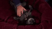 heart of television dog GIF by Hallmark Channel