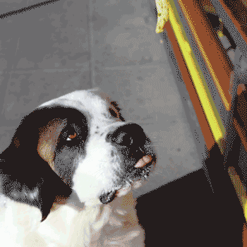 burger lounge GIF