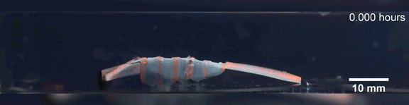 HopkinsEngineering giphyupload GIF