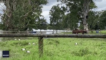 Pregnant Mare Saved From Flood