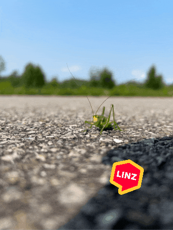 Jump Wow GIF by Linz News