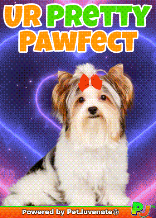 PetJuvenate love you french bulldog funny dog cute puppy GIF