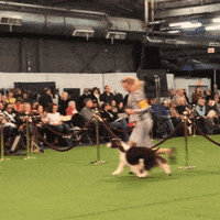 dog show GIF by Westminster Kennel Club
