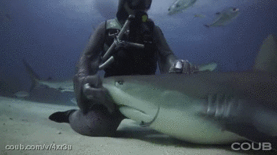 shark fondling GIF