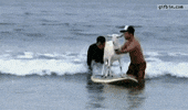 GIF by Random Goat