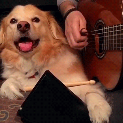 musical instruments dog GIF